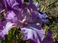 Bearded iris or German bearded iris (Iris germanica) 'Amethyst Flame' blooming with large, ruffled lilac